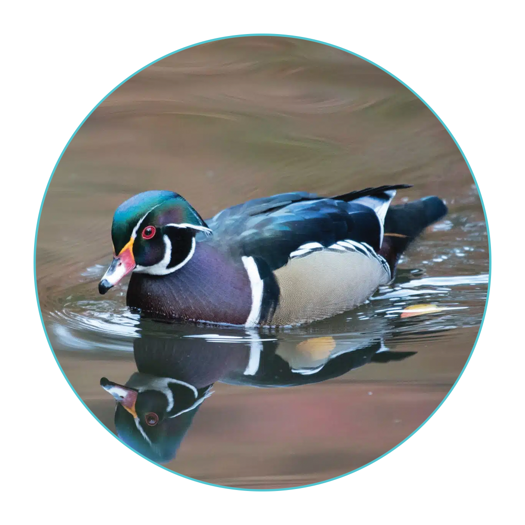 Wood Duck